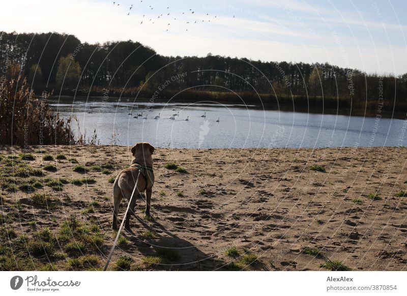 Ein blonder Labrador an der Leine steht am Ufer eines Sees und schaut neugierig auf die Schwäne, die im See schwimmen Hund Haustier Tier schön Schwan Landschaft