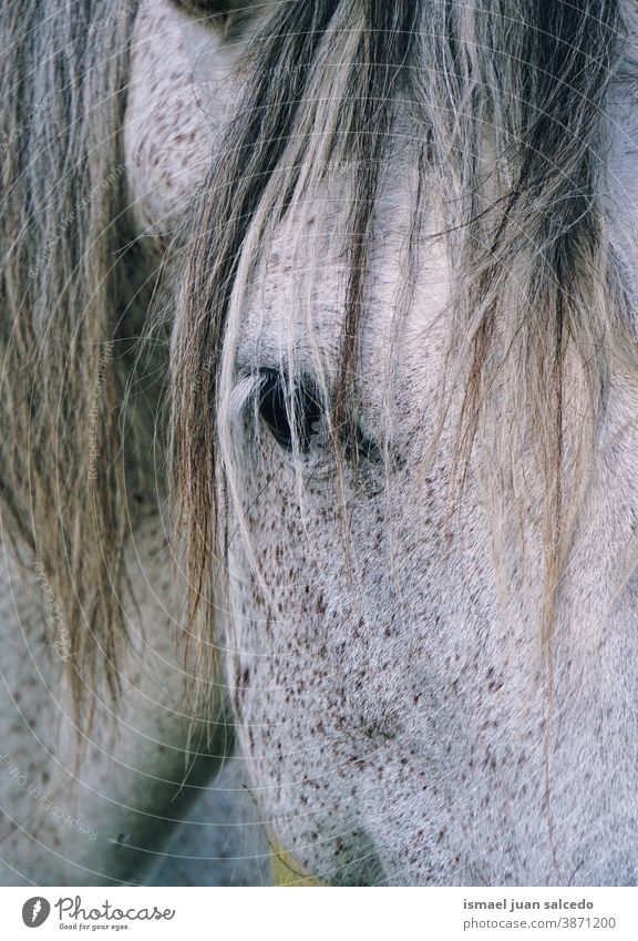 Porträt des weißen Pferdes Tier wild Kopf Auge Ohren Behaarung Natur niedlich Schönheit elegant wildes Leben Tierwelt ländlich Wiese Bauernhof Weidenutzung