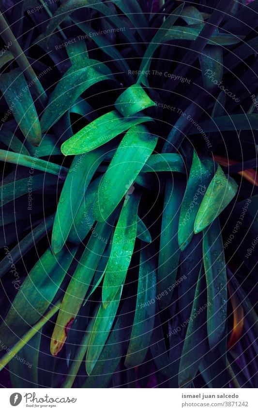 grüne und blaue Pflanzenblätter, grüner Hintergrund Blätter Blatt farbenfroh Garten geblümt Natur natürlich Laubwerk dekorativ Dekoration & Verzierung abstrakt