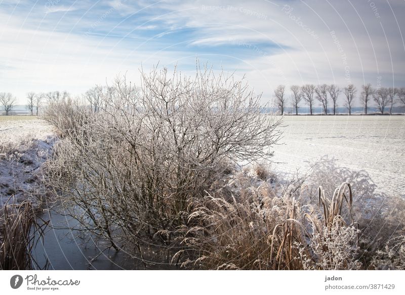 der nächste winter kommt bestimmt (wieder nicht). Winter Schnee Sonne Himmel kalt Eis Frost Baum blau Landschaft Feld Menschenleer Schönes Wetter Umwelt Pflanze