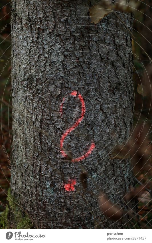 Auf einen Baumstamm im Wald wurde ein oranges Fragezeichen gesprüht. Bäume fällen fragezeichen baumstamm wald farbe leuchtend Natur Menschenleer Rodung