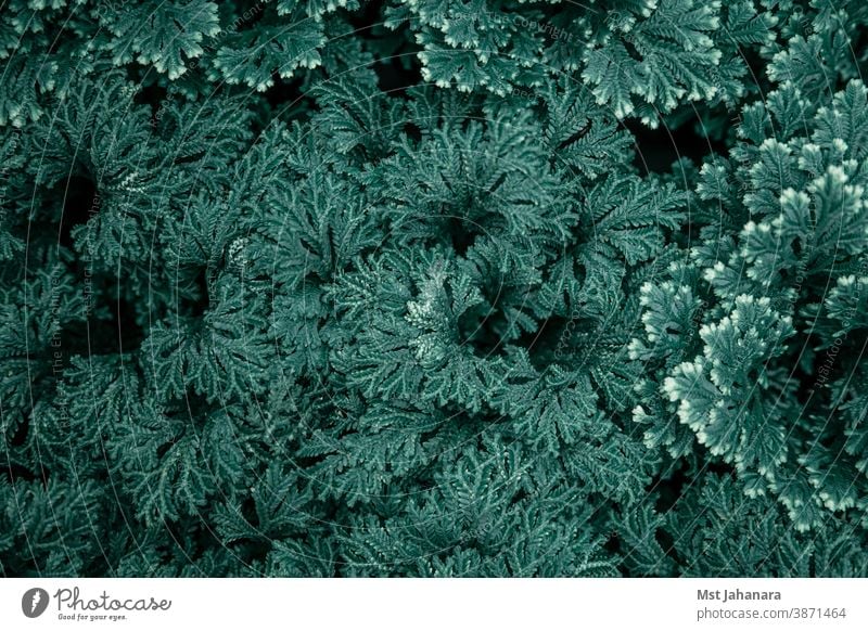 Hintergrundtextur der natürlichen Blätter in Dunkelgrün. Textur Blatt blau Baum Sommer Schatten Frühling abstrakt frisch Laubwerk dunkel Dekoration & Verzierung