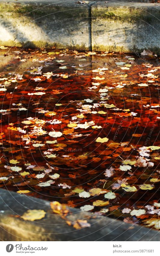Farbkombination l goldener Herbst Pflanze gelb Herbstlaub Blatt Natur herbstlich Herbstfärbung braun Herbstbeginn mehrfarbig Umwelt Jahreszeiten Herbstwetter