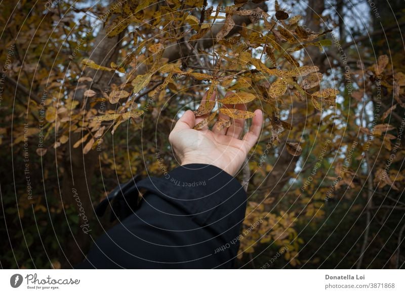 Blattwerk im Wald mit der Hand berühren Erwachsener Herbst Pflege Kaukasier Nahaufnahme Konzept Detailaufnahme trocknen Laubwerk Beteiligung menschlich Blätter