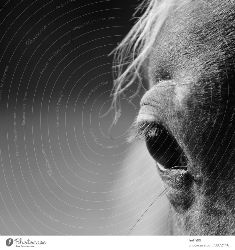 das Auge des Pferdes Pferdekopf Pferdehaar Pferderücken Porträt Pferdeportrait Tierporträt Tiergesicht Ponys Nutztier