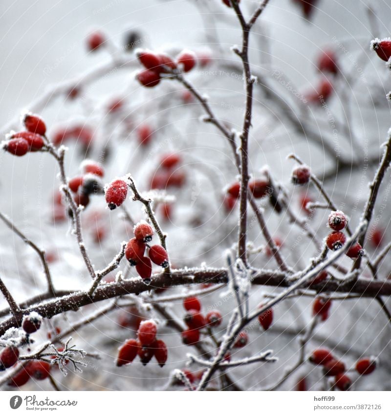 Hagebutten im Winter mit Raureif vom gefrorenem Nebel Pflanze Frost Eis Schnee eis und schnee kalt weiß Ast Blatt Eiskristall frieren Natur Zweig Schneekristall