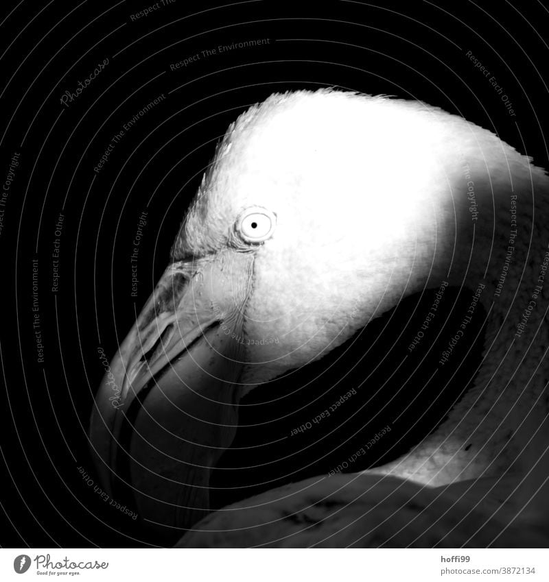 das Auge des Flamingos Tierporträt Zoo Schnabel Tiergesicht Vogel Blick Wildtier Feder Tierwelt Detailaufnahme Nahaufnahme schön Kopf Porträt Wachsamkeit