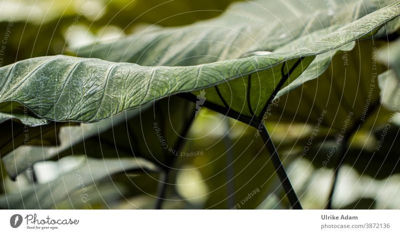 Natürliche Strukturen - Großes, grünes Blatt Grün Natur Pflanze Detailaufnahme Grünpflanze Nahaufnahme groß natürlich Strukturen & Formen Blattadern Blattgrün