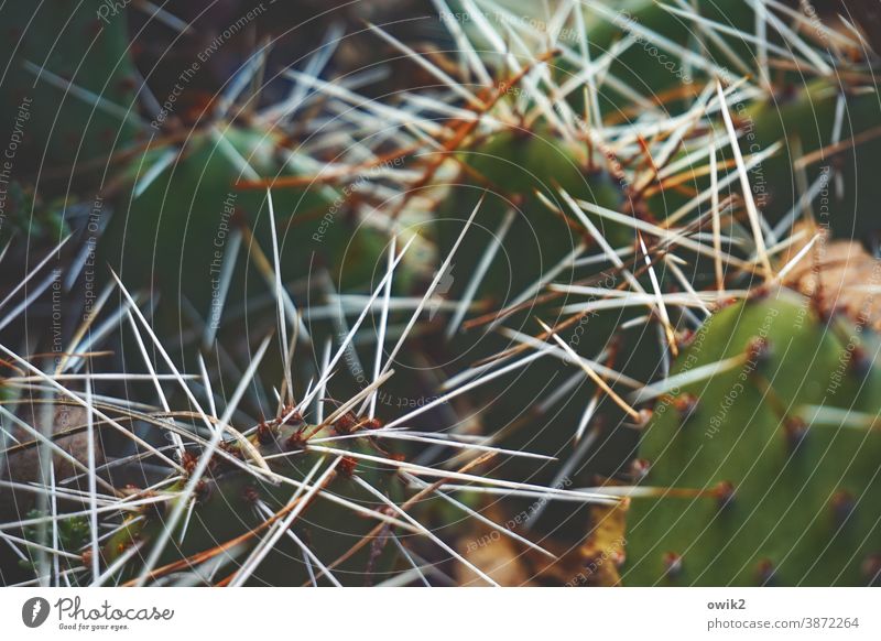 Spitzfindig Kaktus Stacheln spitz stachelig Detailaufnahme Schwache Tiefenschärfe Kontrast Pflanze grün Farbfoto Menschenleer Natur Nahaufnahme exotisch