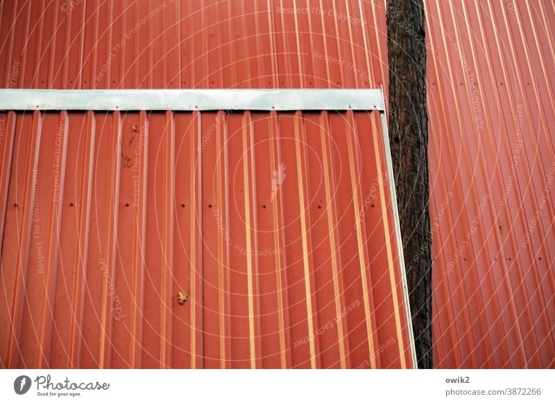Parallelwelt Dach Blech rot einfach leuchtende Farben Dachschräge Baum Störfaktor hineindrängeln aufdringlich Menschenleer Außenaufnahme Farbfoto Detailaufnahme