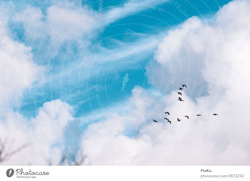 Gänse fliegen in den Süden Vogel Vögel Herbst Zugvögel Wolken Himmel schönes Wetter Formationsflug vogelschwarm Vogelflug gen Süden tiere Zugvogel Vogelschwarm