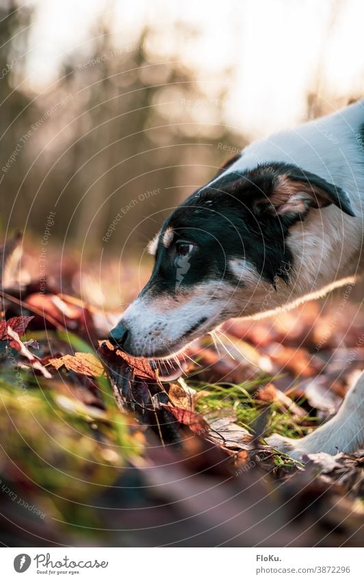 Hund schnüffelt am Waldboden Tier Schnauze Nase riechen Boden Herbst Herbstlaub Haustier Fell Nahaufnahme Säugetier Farbfoto Detailaufnahme Tierporträt