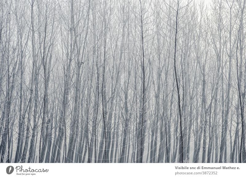 po-tal winterliche feldlandschaft mit frost bedeckt flach Feld Winter lomellina Italien padana Poebene pavia Nebel Baum Landschaft ländlich Natur Bauernhof wüst