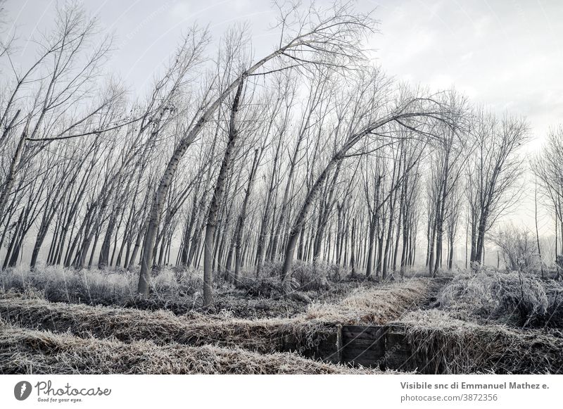 Nahaufnahme der mit Frost bedeckten Po-Tal-Pappelbäume flach Feld Winter lomellina Italien padana Poebene pavia Nebel Baum Landschaft ländlich Natur Bauernhof