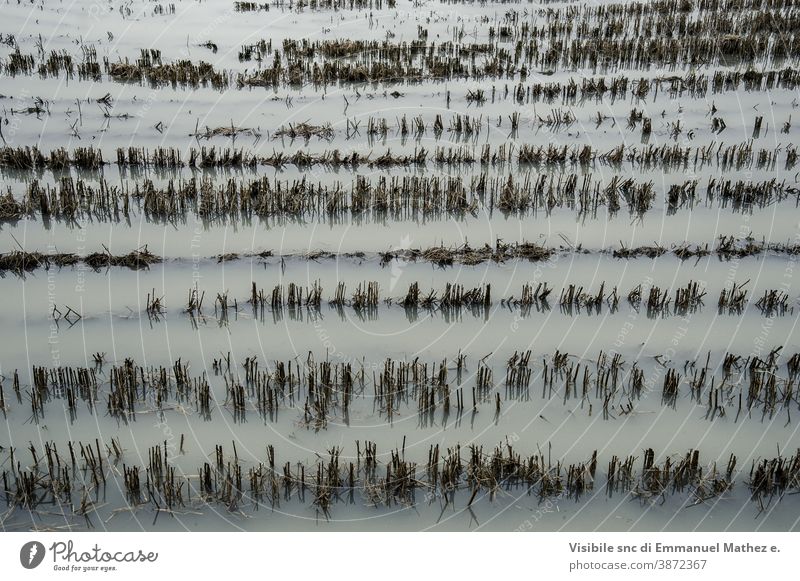 überflutete geschnittene Weizenfelder Überschwemmung Ackerland Feld Ententeich Landwirtschaft Aussaat landwirtschaftlich schlechtes Wetter Wasser ländlich grün