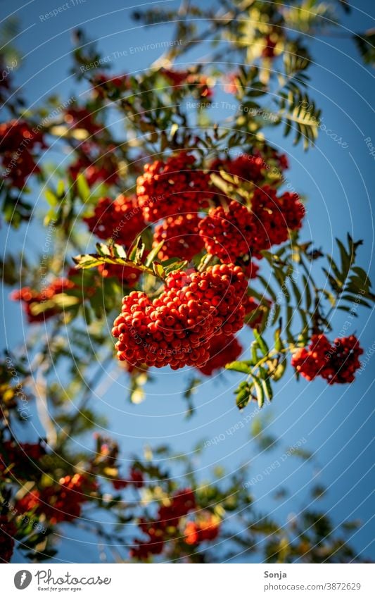 Rote Beeren an einem Baum mit blauen Himmel rot Ast Blatt Zweig Natur Herbst Pflanze Winter hoch Schatten unten Farbfoto Nahaufnahme Außenaufnahme Tag Umwelt