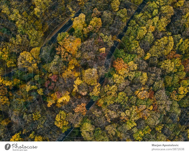 Luftaufnahme des Waldes im Herbst oben Abenteuer Antenne Air Fluggerät Hintergrund schön Buchsbaum farbenfroh Farben Landschaft Tag Dröhnen Umwelt Europa