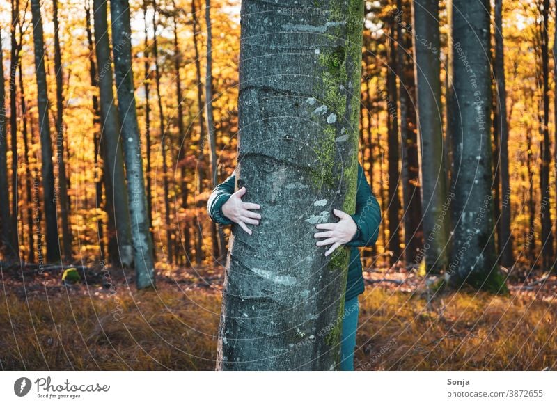 Frau umarmt einen Baum im Wald Umarmen Herbst Natur Lifestyle Ferien & Urlaub & Reisen Jahreszeiten Liebe Spaziergang erkunden Freude Partnerschaft Freiheit