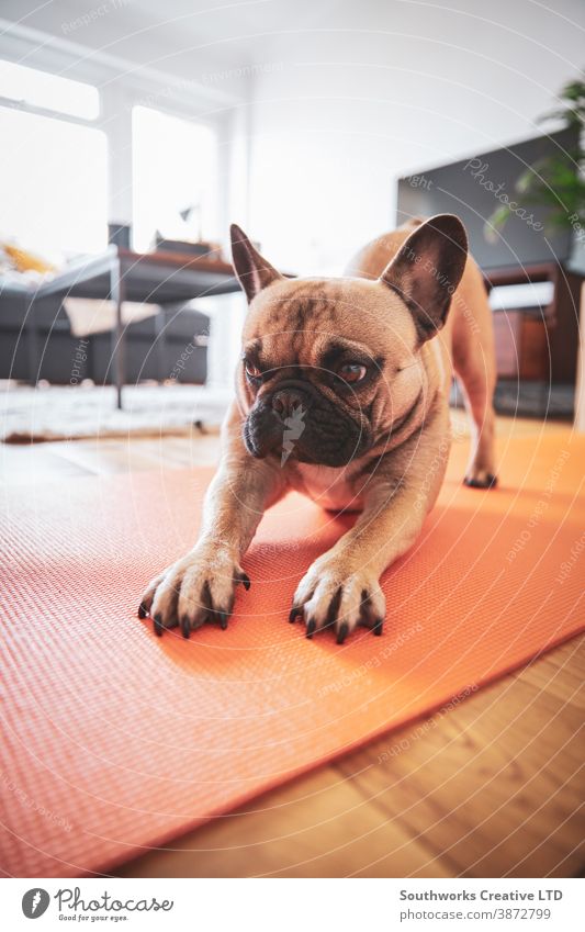 Französische Bulldogge beim Stretching auf der Yogamatte. Dehnung Pilates meditierend Bewegung Atem Freizeit Aerobic Pflege Erholung Kontemplation Körperhaltung
