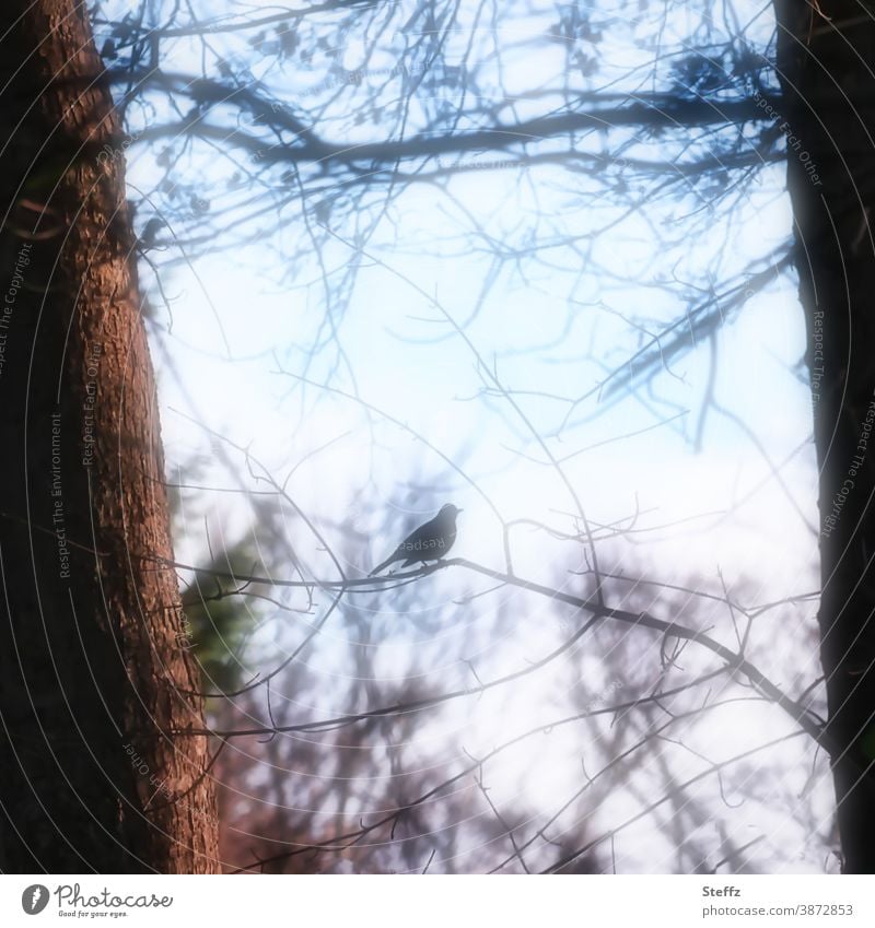 ein Vogel auf einem blattlosen Zweig Stimmungsbild Amsel Lichtschein Sehnsucht schneelos Ruhe Stille dezembergrau Dezember Dezemberlicht besonderes Licht