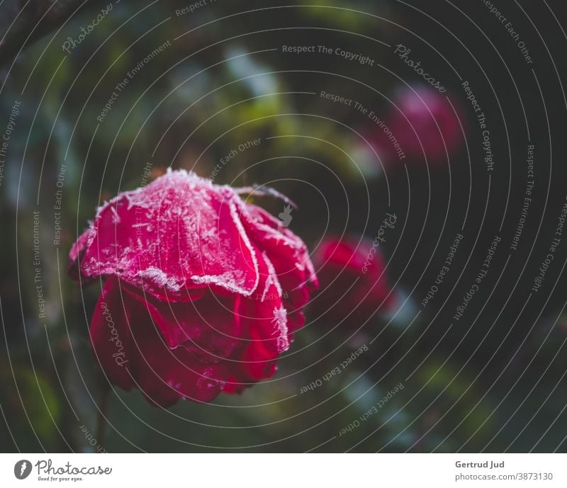 Rote Rose mit schon hängendem Kopf mit Raureif Blume Blumen und Pflanzen Blüte Herbst Herbstfarben Natur rot Frost kalt