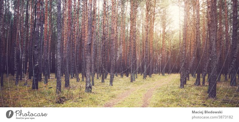 Farbig getöntes Bild eines Nadelwaldes im Herbst. Wald nadelhaltig Landschaft Natur Umwelt Gras Baum gefiltert retro altehrwürdig