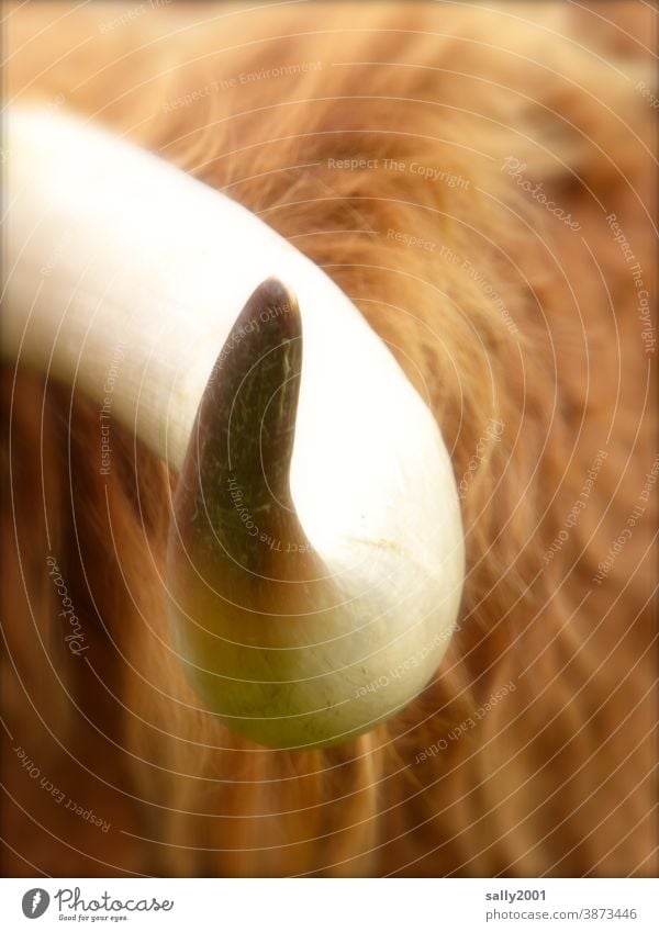 des Hornes Spitze... Rind Kuh Tier Schottisches Hochlandrind braun Fell Nutztier Schwung geschwungen spitz gefährlich körperteil Abwehr Selbstschutz Schutz