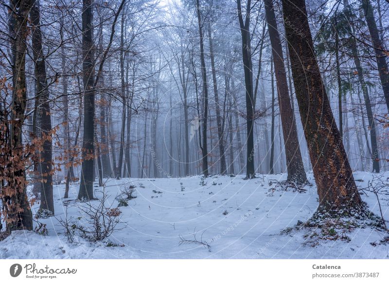 Schnee im Wald Natur Baum Forstwirtschaft Stamm Holzwirtschaft Pflanze Fichte Buche Sträucher Winter kalt Weiss Grau Braun Nebel