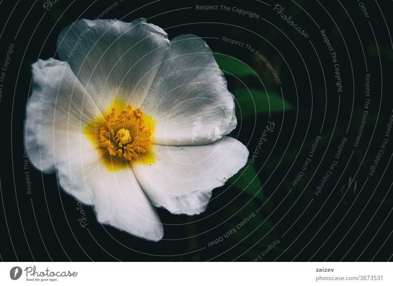 Makro einer weißen Blüte von Cistus salviifolius Natur Vegetation natürlich Blume geblümt blühte Botanik botanisch Blütenblätter Überstrahlung Nahaufnahme