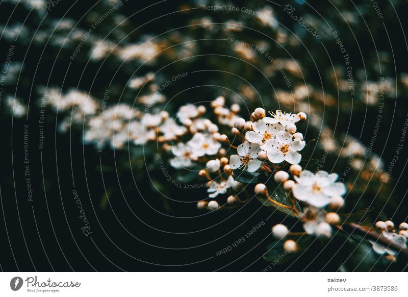 Nahaufnahme eines Straußes weißer Blüten und Knospen von Pyracantha Natur Vegetation natürlich Blume geblümt blühte Botanik botanisch Blütenblätter
