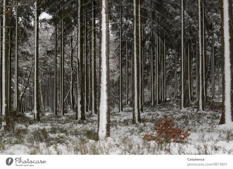 Verschneiter Winterwald Holz Forst kalt Schnee Sträucher Buche Wald Holzwirtschaft Stamm Forstwirtschaft Baum Natur Blaubeerstrauch Fichte verschneit Weiss Grün
