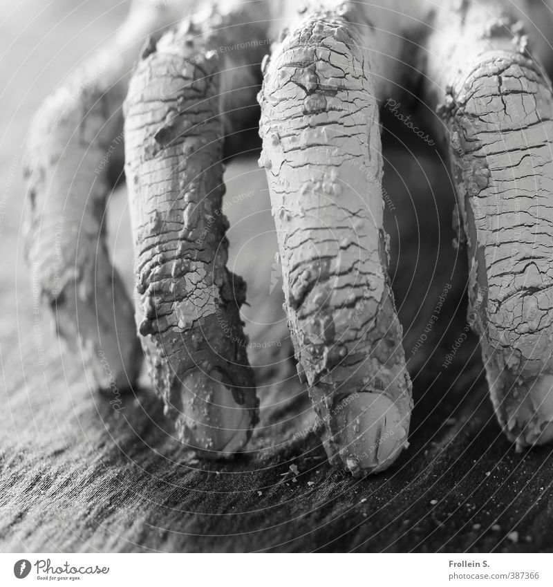Kraule, kraule Arbeit & Erwerbstätigkeit Handwerker Gartenarbeit Töpfern Finger Fingernagel Hautfalten Skulptur Ton Riss Krallen berühren bedrohlich dreckig