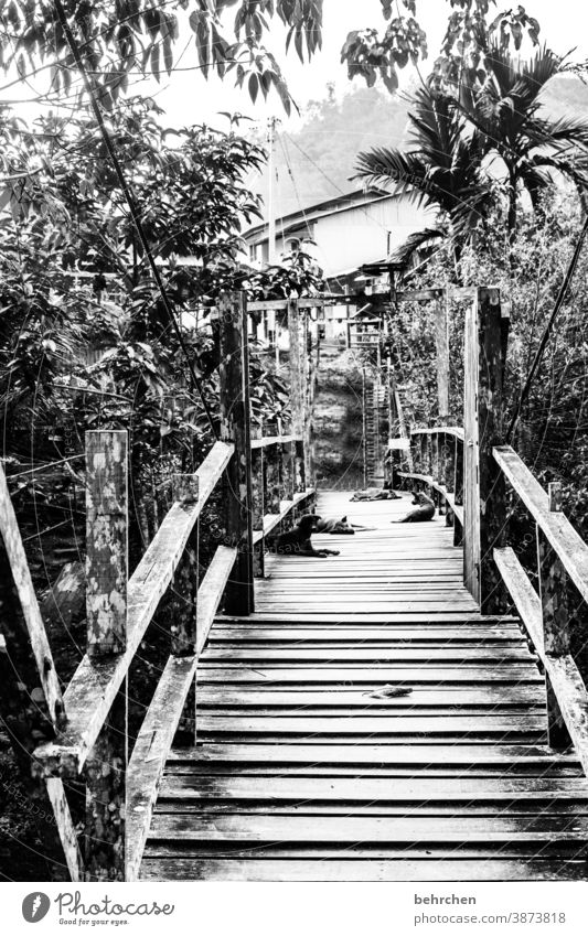 leben im dschungel Baum Palme Abenteuer Urwald Asien fantastisch Brücke exotisch Iban Landschaft Natur außergewöhnlich Sarawak Farbfoto Hund Fernweh