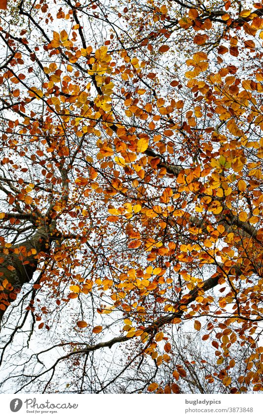Laubkonfetti Laubbaum Laubwerk Laubwald Herbstlaub Baum Bäume Wald herbstlich Herbstfärbung Herbstwald Herbstlandschaft Natur Landschaft mehrfarbig gelb orange