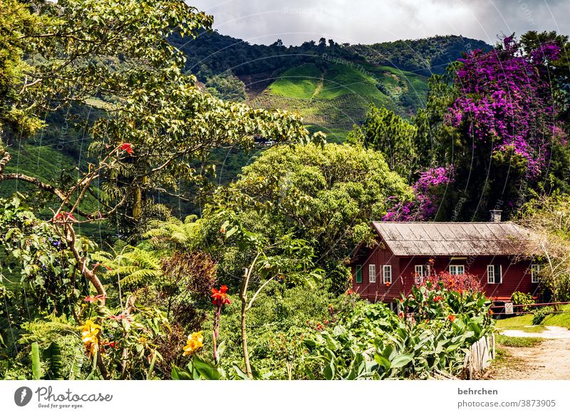 wilde schönheit Außenaufnahme Malaysia cameron highlands Haus Holzhütte grün Farbfoto Asien fantastisch exotisch außergewöhnlich Teeplantage Urwald