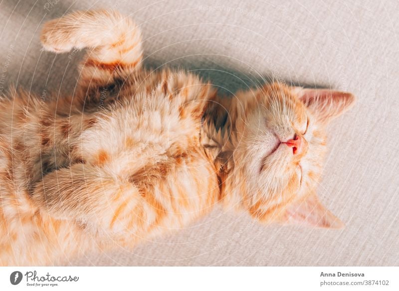 Süßes Ingwer-Kätzchen schläft Katzenbaby niedlich sich[Akk] entspannen Decke Haustier Baby heimwärts gemütlich Komfort aussruhen fluffig schlafen bezaubernd