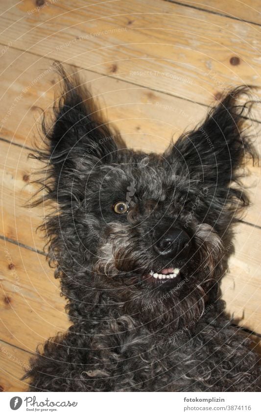 Porträt eines schwarzen Hundes Pumi Haustier Tierporträt Tiergesicht Tierliebe Fell Schnauze Nase Hundeschnauze Hundekopf Haushund Rassehund Hundeblick
