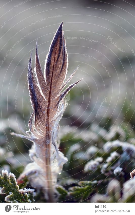 Novembermorgen - Vogelfeder mit Rauhreif steckt in einer Lebensbaumhecke Gegenlicht Feder Eiskristalle grün Stille menschenleer Frost Winter kalt verzaubert