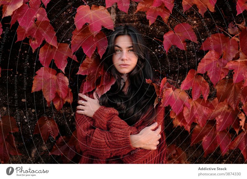 Frau stehend auf rote Herbstblätter Wand Blatt Laubwerk Farbe Porträt brünett jung Saison fallen Natur Park Windstille Dame farbenfroh hell natürlich Stimmung