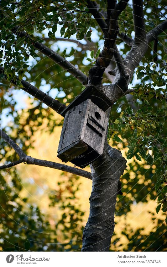Kleines Vogelhaus auf Baum im Garten Futterhäuschen hölzern Park Wartehäuschen Natur hängen handgefertigt Nest Kasten schäbig Ast Sommer Wald Holz Nutzholz