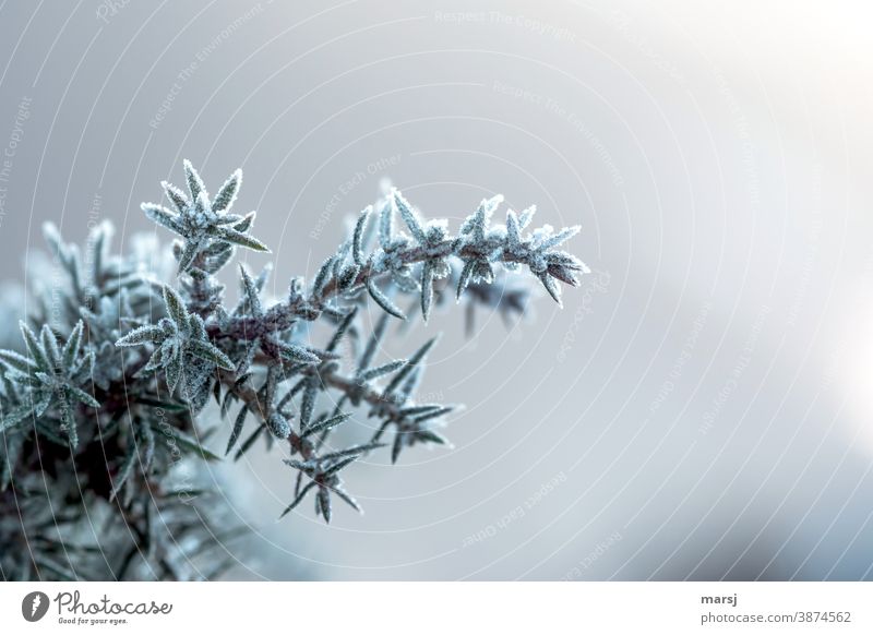 Wacholder mit Eisverzierung Pflanze einzigartig Natur Spitze dunkel dünn stachelig Farbfoto Gedeckte Farben Morgen gefroren spitzig authentisch Kälte Frost