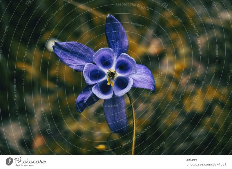 Fliederblüte in der Bildmitte mit mathematischen Formen Akelei Natur Vegetation natürlich Blume Blüte geblümt blühte Botanik botanisch Blütenblätter