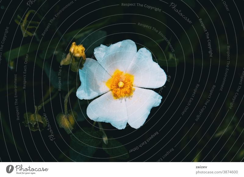 Detail einer weißen Blüte von Cistus salviifolius Natur Vegetation natürlich Blume geblümt blühte Botanik botanisch Blütenblätter Überstrahlung Nahaufnahme