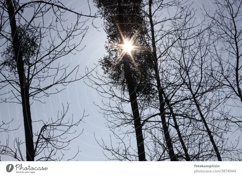 Sonnenstrahl blitzt sternenartig durch Baumwipfel Baumkrone kahle Bäume Winter Forstwald Außenaufnahme Winterstimmung Winterlicht Wetter Klima kalte jahreszeit