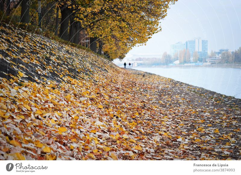 Herbstbäume am Wasser gelb Blätter Uferpromenade Perspektive Natur Farbfoto Außenaufnahme Textfreiraum unten Tag Bäume Waldrand Park ruhig friedlich kühl