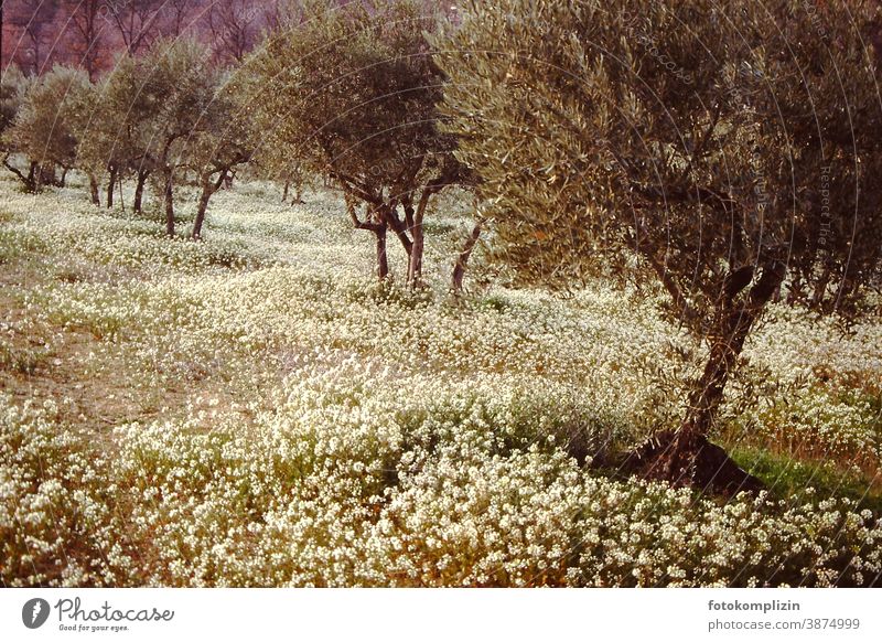 Olivenbäume in blühender Frühlingswiese Blühend Blumenwiese frühlingszeit wachsen baum Bäume olivgrün Traumbild Romantik romantisch schemenhaft