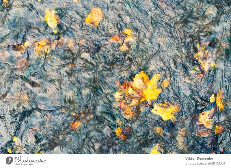 Gelbe Herbstblätter im Wasserstrom Hintergrund abstrakt Baum Muster altehrwürdig Textur Natur Fisch Blatt farbenfroh gelb Wald im Freien orange fallen strömen