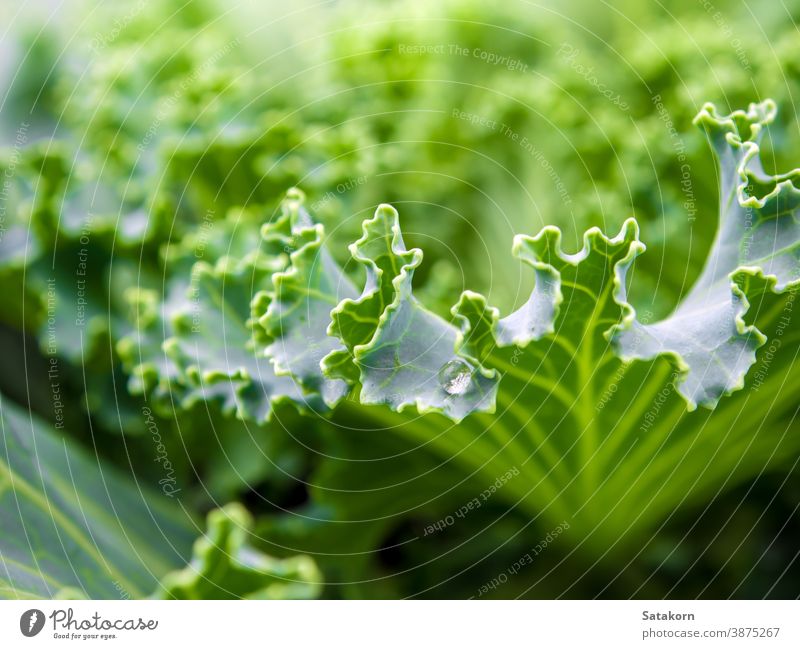 Zierkohl und Zierkohl ornamental Kohlgewächse Kale frisch Blatt Natur purpur grün Hintergrund Garten Muster Textur Lebensmittel farbenfroh Pflanze dekorativ