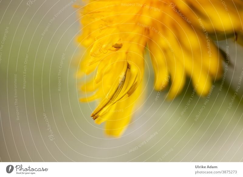 Zarte gelbe Blüte des Löwenzahn (Taraxacum) Heilkräuter Pflanze Blume Natur Frühling Nahaufnahme Makroaufnahme Außenaufnahme Pusteblume grün Wildpflanze