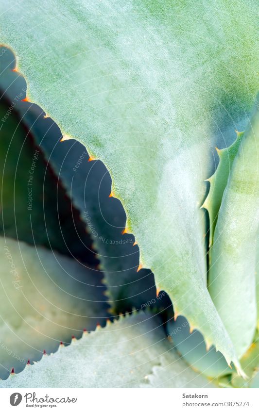 Sukkulente Pflanze Nahaufnahme, Dorn und Detail an Blättern der Agavenpflanze Stachel Blatt grün weiß Wachs silberfarben grau schön Natur Textur symmetrisch